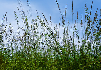 Image showing green grass over against sky