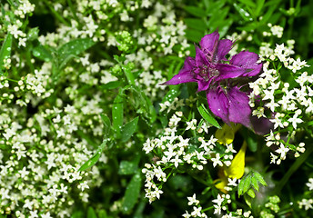 Image showing purple flower amongst grass