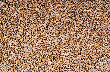 Image showing sunflower seeds