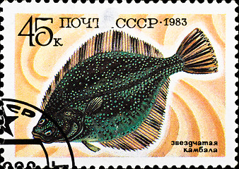 Image showing postage stamp shows Starry Flounder