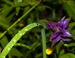 Image showing green grass with raindrops