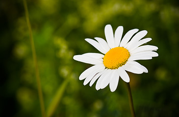 Image showing chamomile closeup