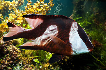 Image showing white-tailed damselfish (dascyllus aruanus)