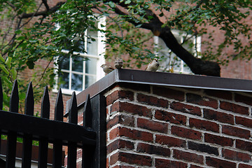 Image showing little sparrows on the brick wall