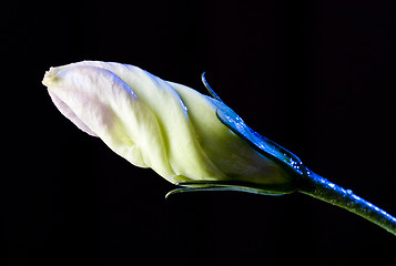 Image showing bud of flower with waterdrops on black 