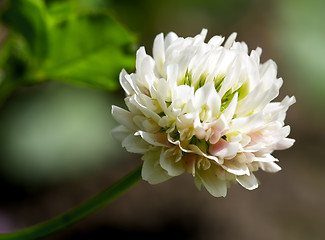 Image showing white clover (trifolium repens)