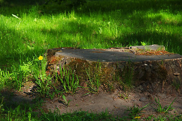 Image showing Great Stump