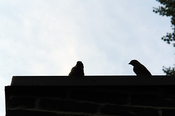 Image showing silhouette of two sparrows on roof top