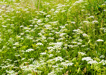 Image showing green field with white flowers