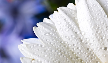 Image showing white gerbera petals with water drops 