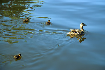 Image showing big duck and three ducklings