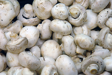 Image showing Full Display of White Mushrooms
