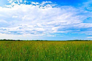 Image showing summer field