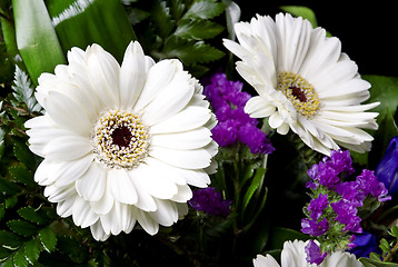 Image showing white gerbera