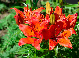 Image showing red royal lilies