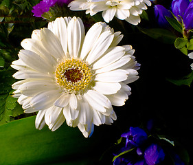 Image showing white gerbera with water drops