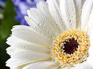 Image showing white gerbera with water drops
