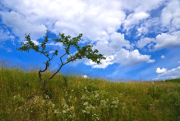 Image showing green bush against the blue sky