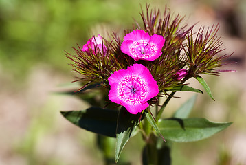 Image showing carnation field (dianthus campestris)