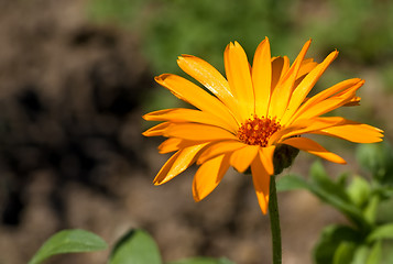 Image showing calendula arvensis