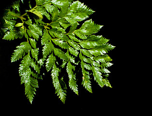 Image showing fern leave with water drops 