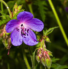 Image showing meadow violet flower