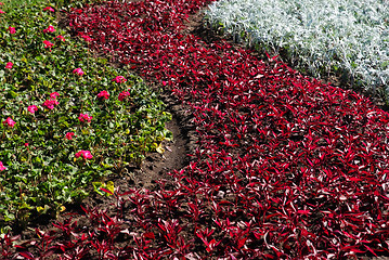 Image showing Flowers River