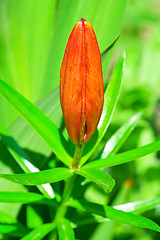 Image showing bud of royal red lily