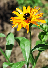 Image showing calendula arvensis with bumblebee