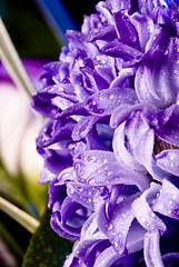 Image showing blue fuzzy (hyacinthus orientalis) with waterdrops