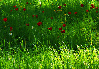 Image showing Green Grass Red Tulips