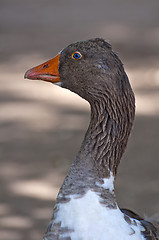 Image showing Greylag goose.