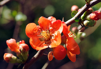 Image showing Red Flower Bush