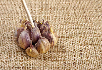 Image showing garlic bulb on table