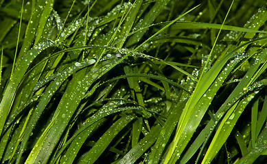 Image showing green grass with raindrops