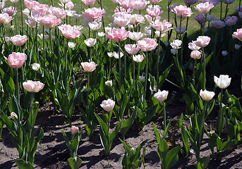 Image showing Field full of Tulips