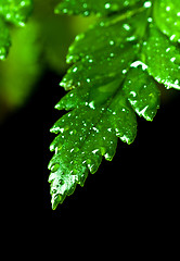 Image showing green leaf with water drops 