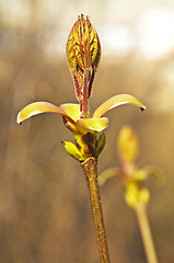 Image showing maple bud