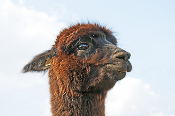 Image showing Alpaca, Vicugna pacos 