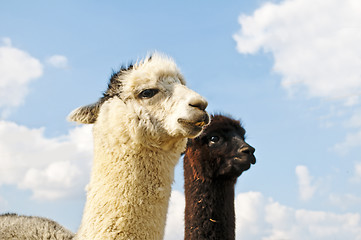 Image showing Alpaca, Vicugna pacos