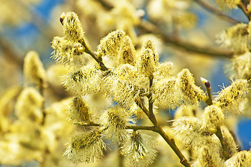 Image showing willow blossom