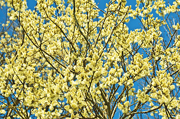 Image showing willow blossom