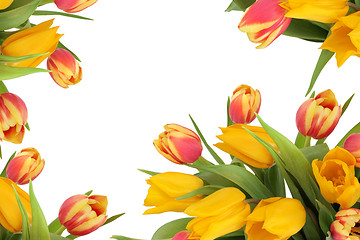 Image showing Tulip Flower Border