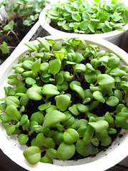 Image showing seedlings in pots