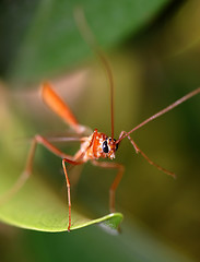 Image showing tropical mosquito