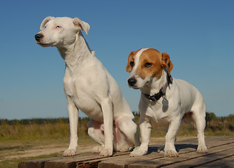 Image showing two jack russel terrier