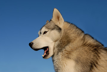 Image showing tired siberian husky