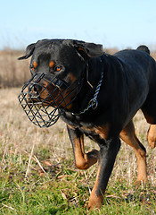 Image showing rottweiler and muzzle