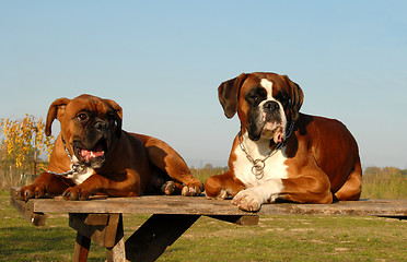 Image showing family boxer