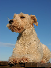 Image showing fox terrier